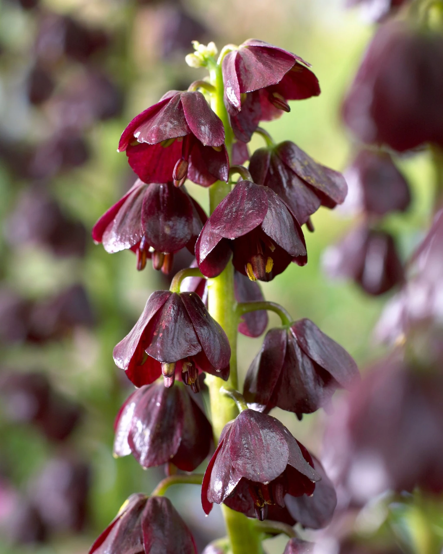 Fritillaria 'Purple Dynamite' - Image 7