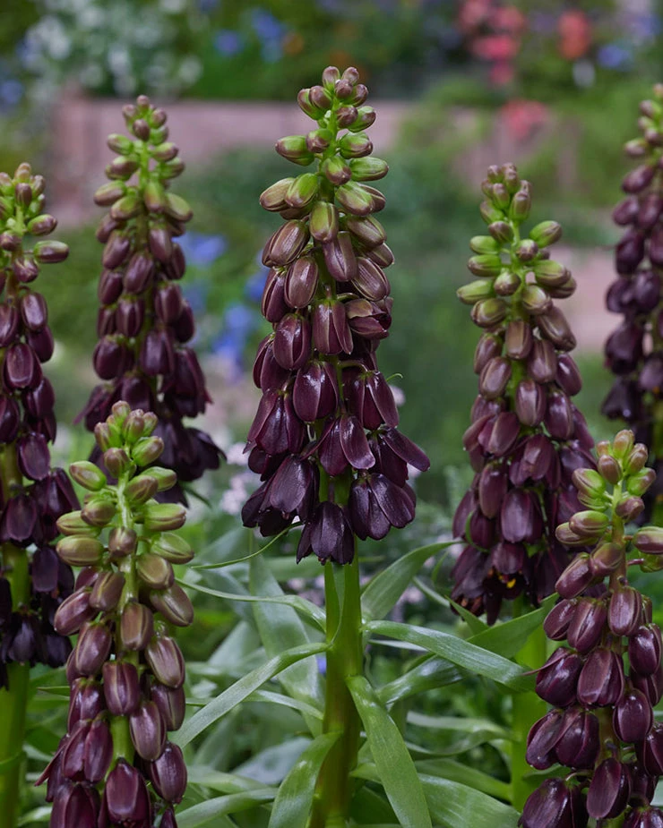 Fritillaria 'Purple Dynamite' - Image 8