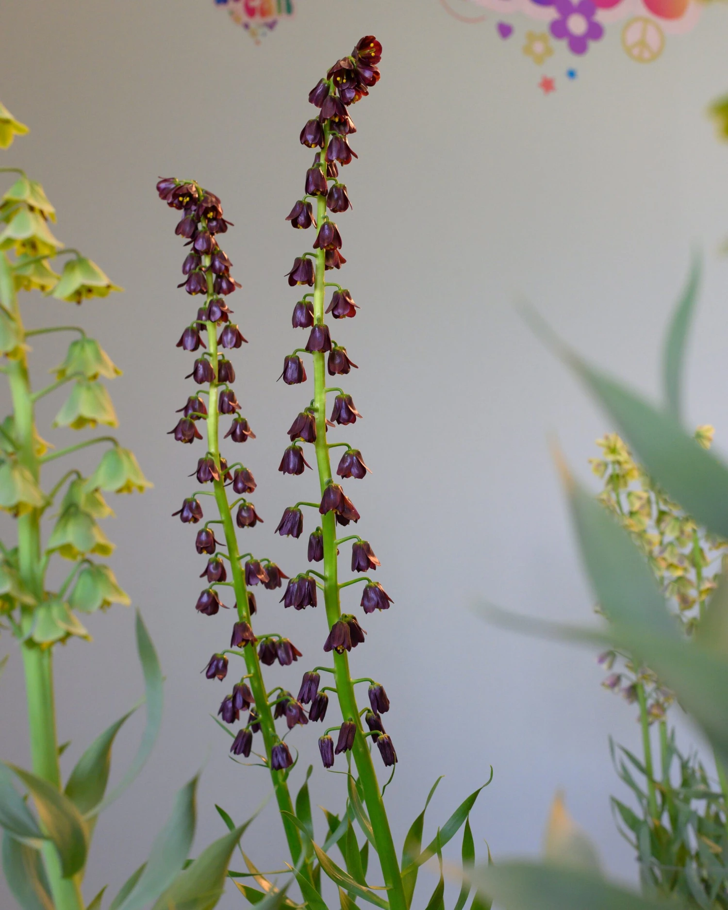 Fritillaria 'Purple Dynamite' - Image 9