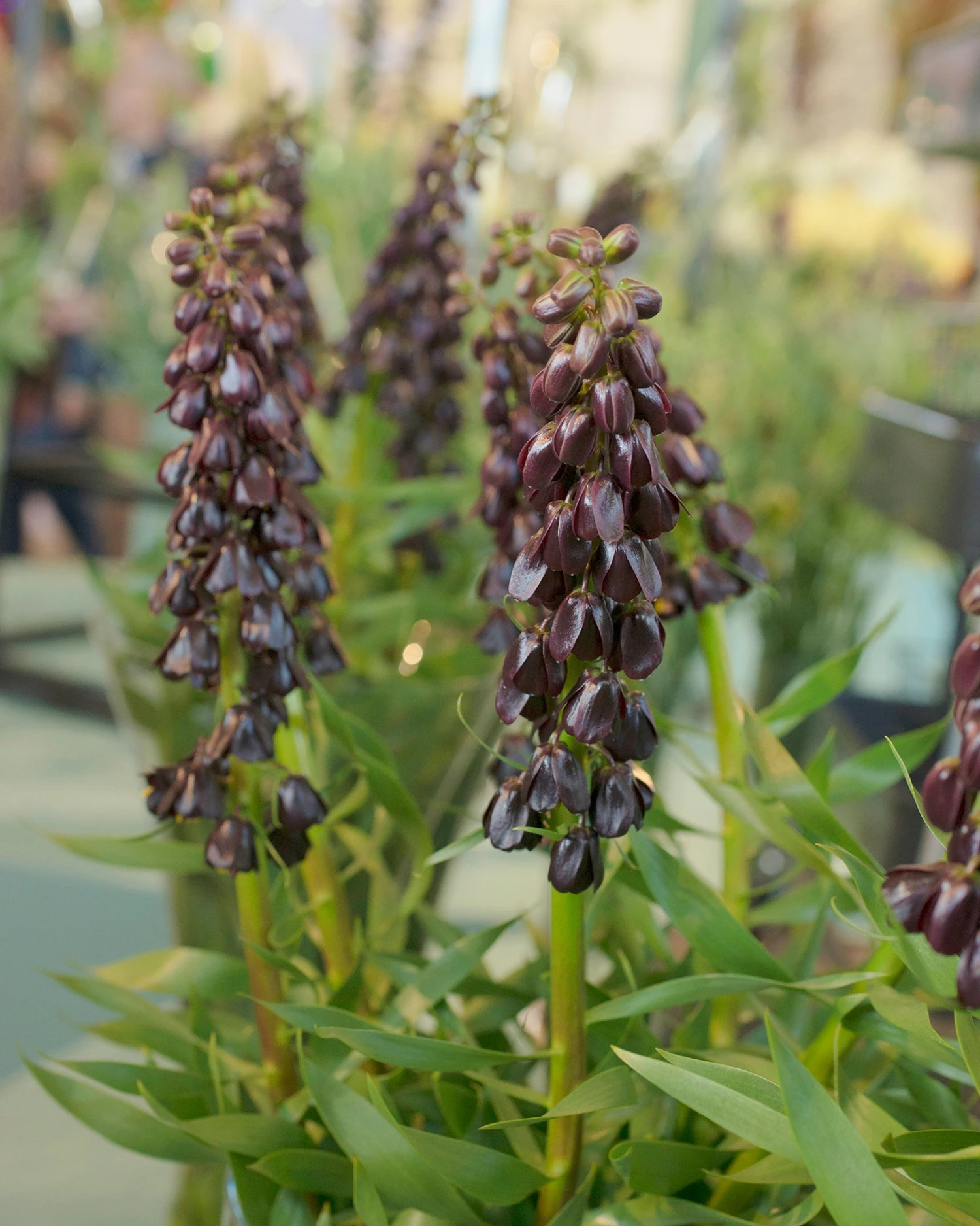 Fritillaria 'Purple Dynamite' - Image 3