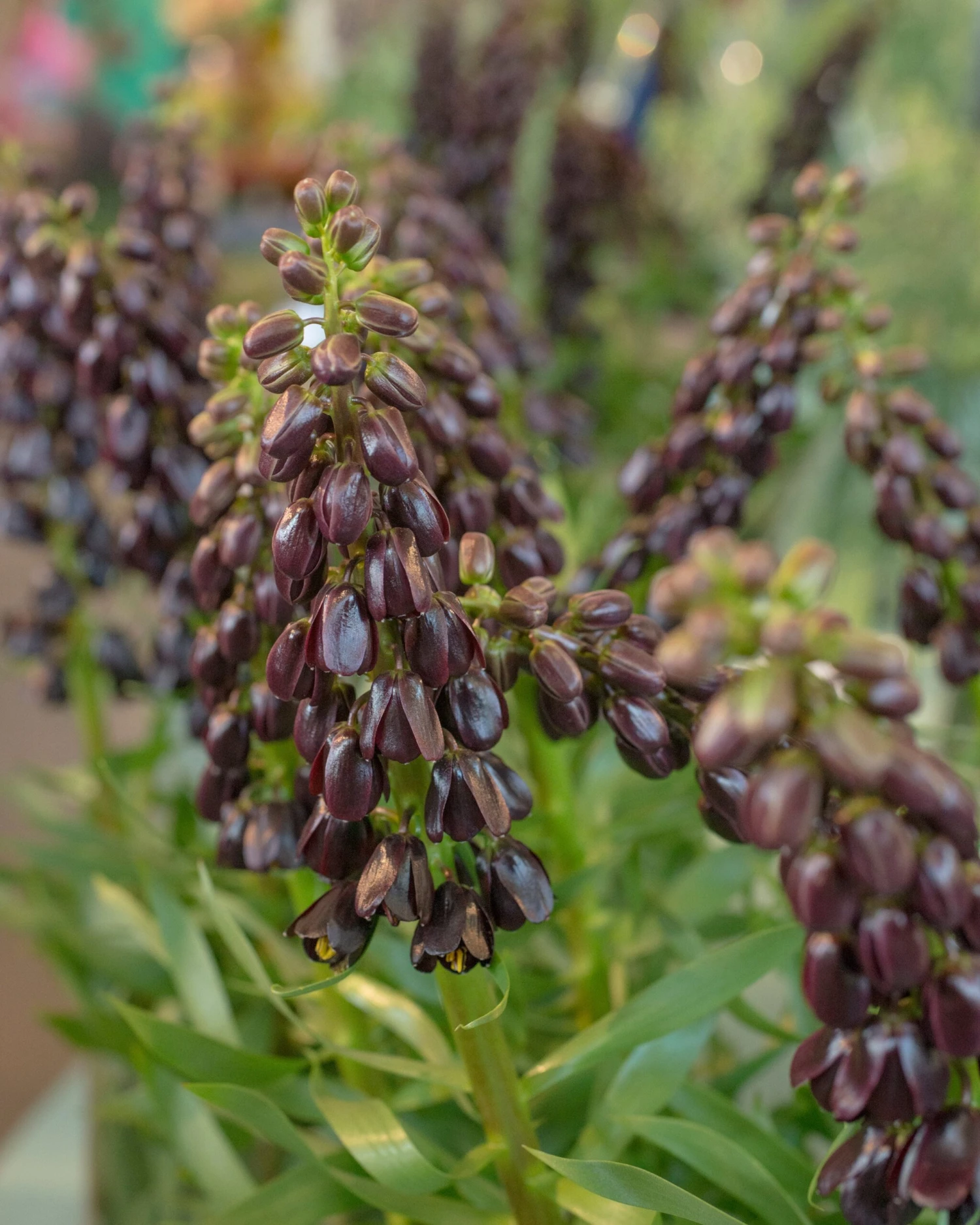 Fritillaria 'Purple Dynamite' - Image 5