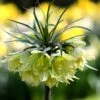 Fritillaria 'Raddeana'