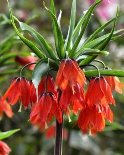Fritillaria 'Red Beauty'