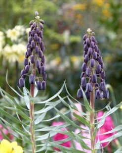 Fritillaria 'Twin Towers Tribute'