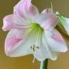 Amaryllis 'Apple Blossom'