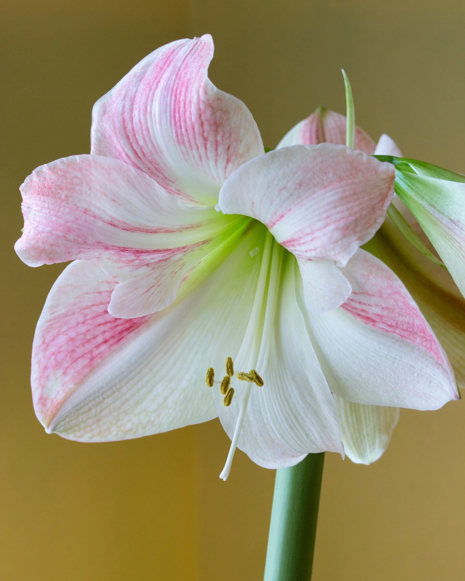 Amaryllis 'Apple Blossom'