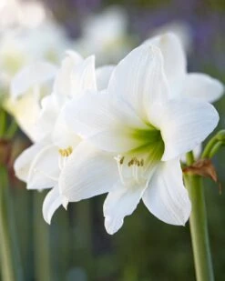 Amaryllis 'Mont Blanc'