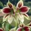 Amaryllis 'Papilio'