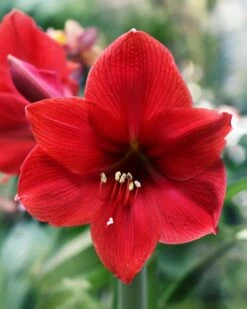 Amaryllis 'Red Lion'
