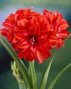 Amaryllis 'Red Peacock'