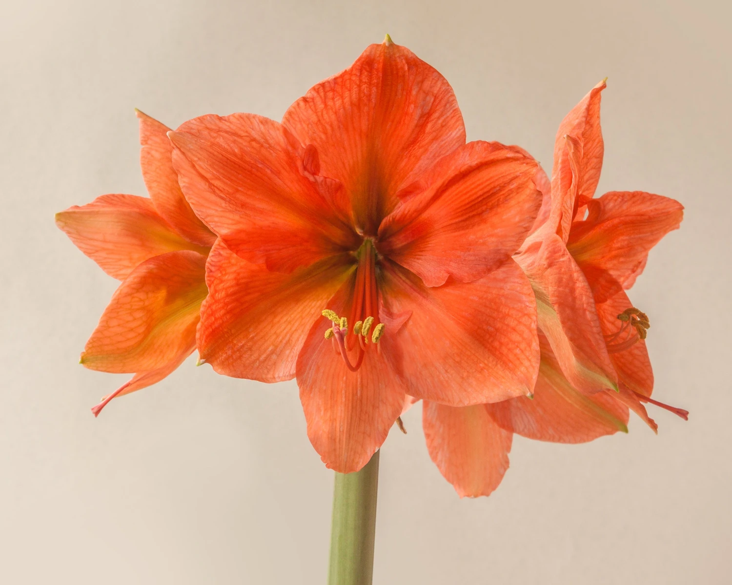 Amaryllis 'Rilona' - Image 2