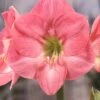 Amaryllis 'Susan'