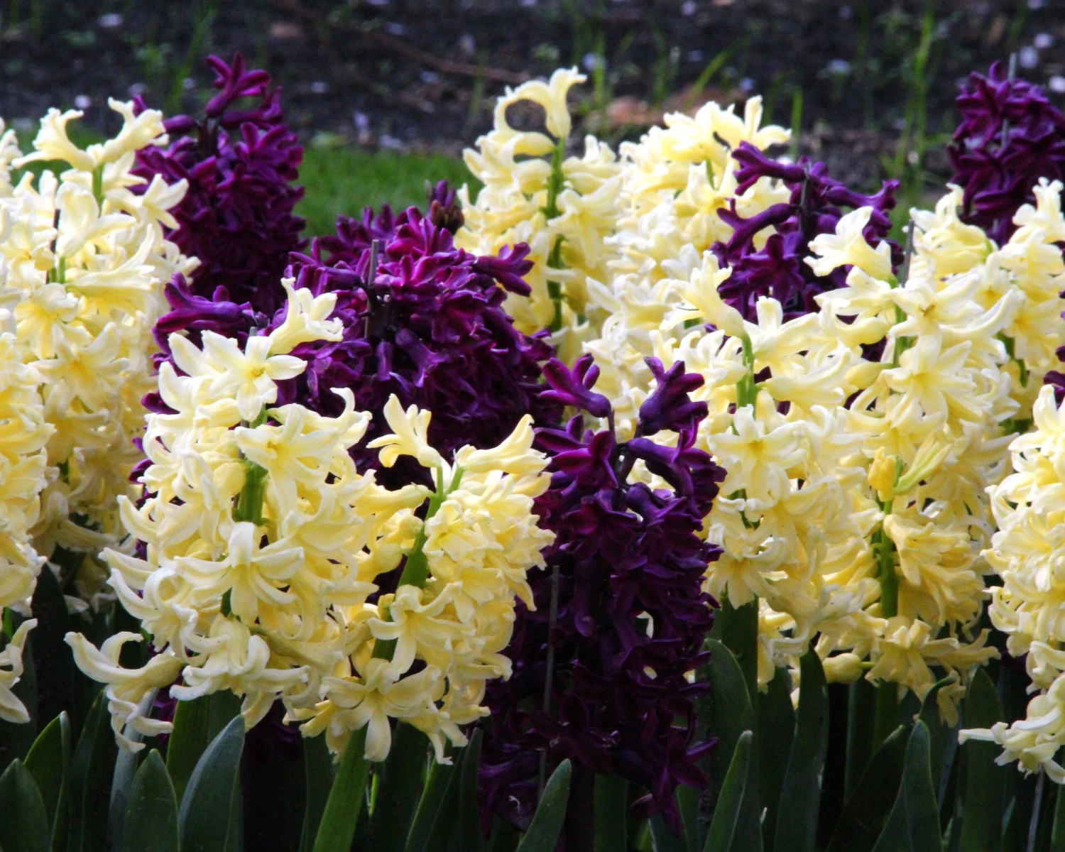 Hyacinth Collection 'Banana Plum' - Image 3
