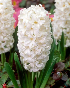 Hyacinth 'Carnegie'