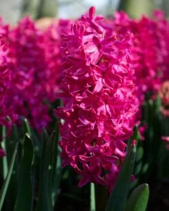 Hyacinth 'Jan Bos'