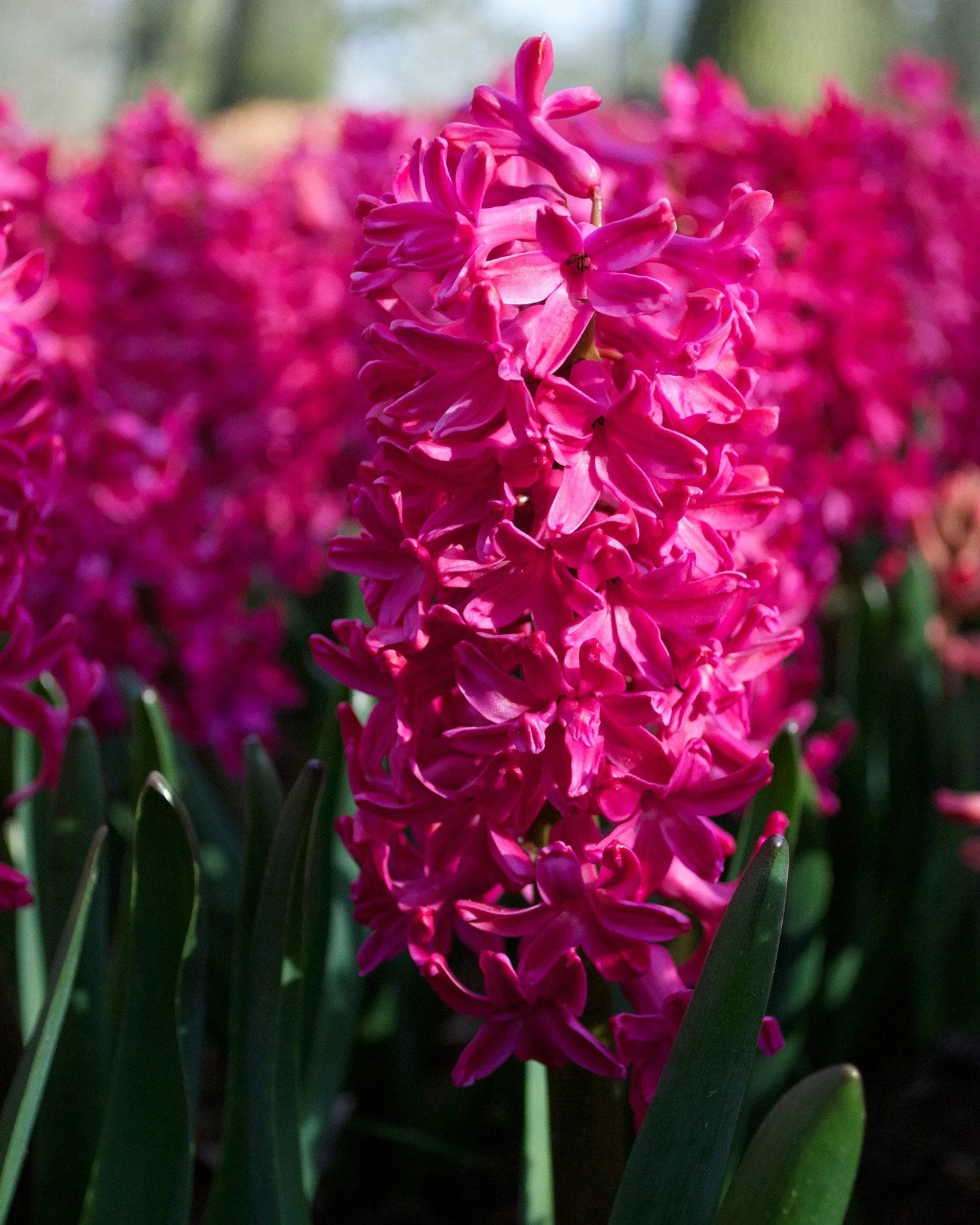 Hyacinth 'Jan Bos'