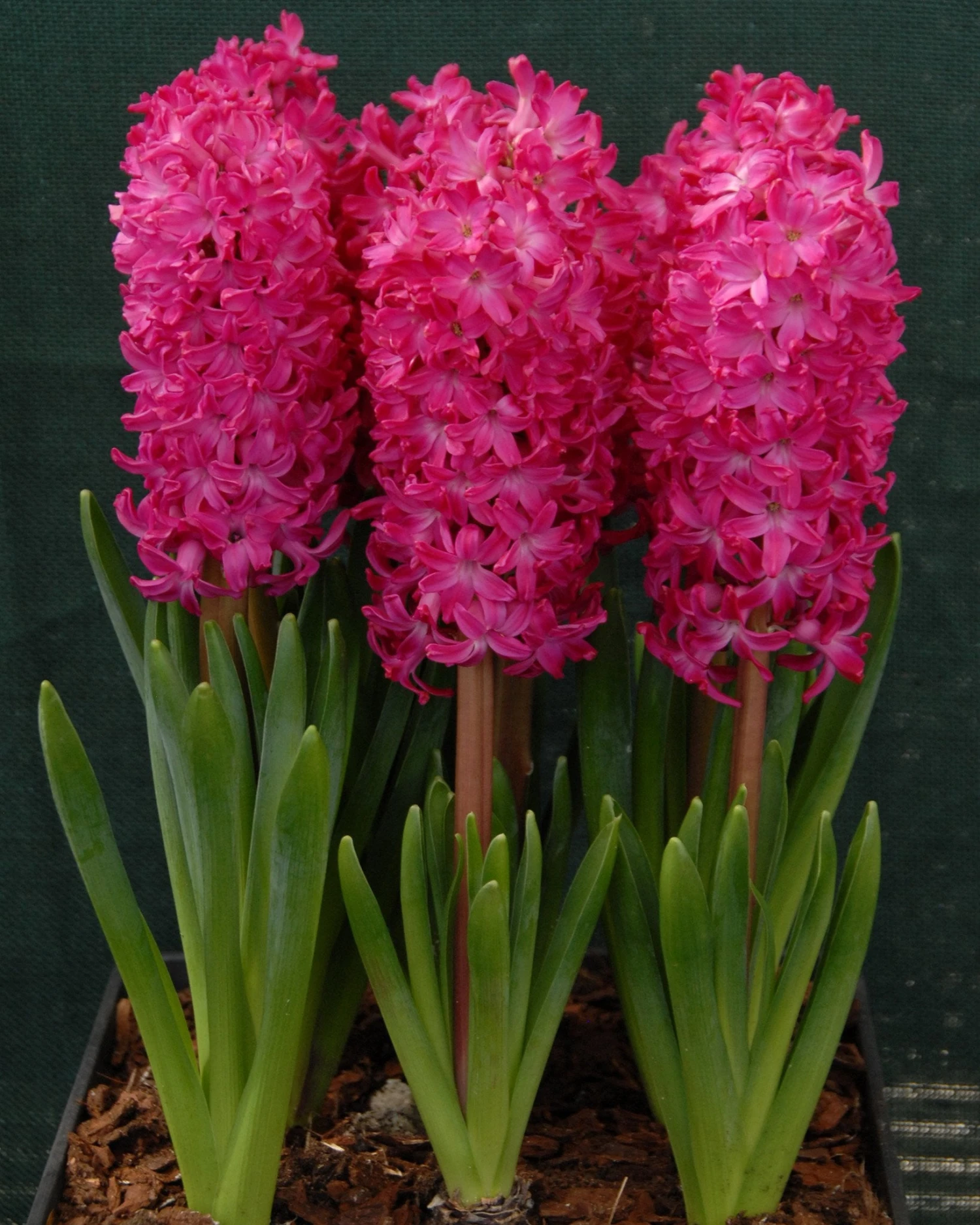 Hyacinth 'Jan Bos' - Image 4
