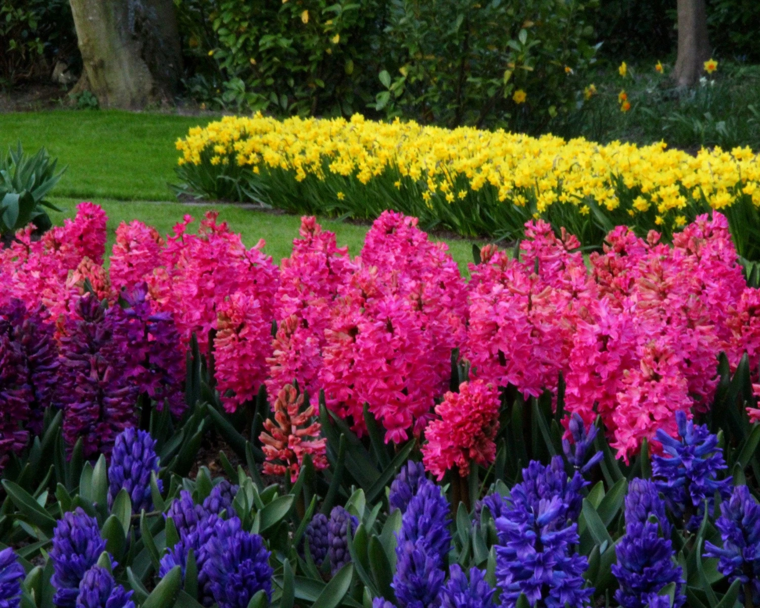 Hyacinth 'Jan Bos' - Image 2