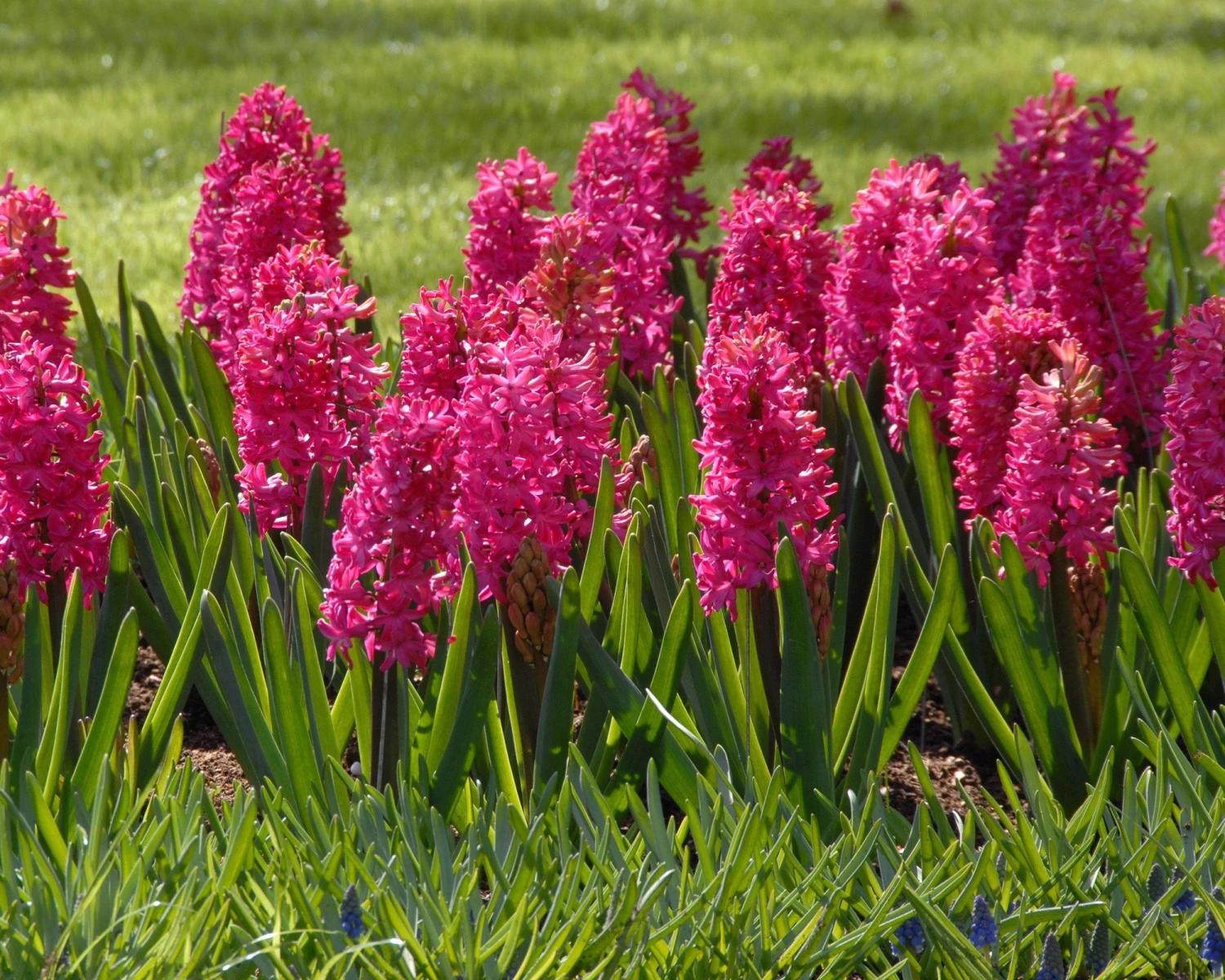Hyacinth 'Jan Bos' - Image 3