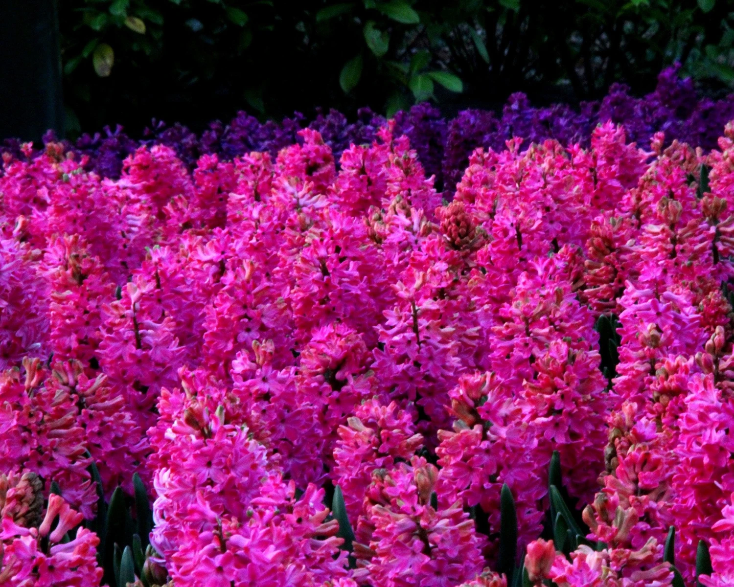 Hyacinth 'Jan Bos' - Image 7