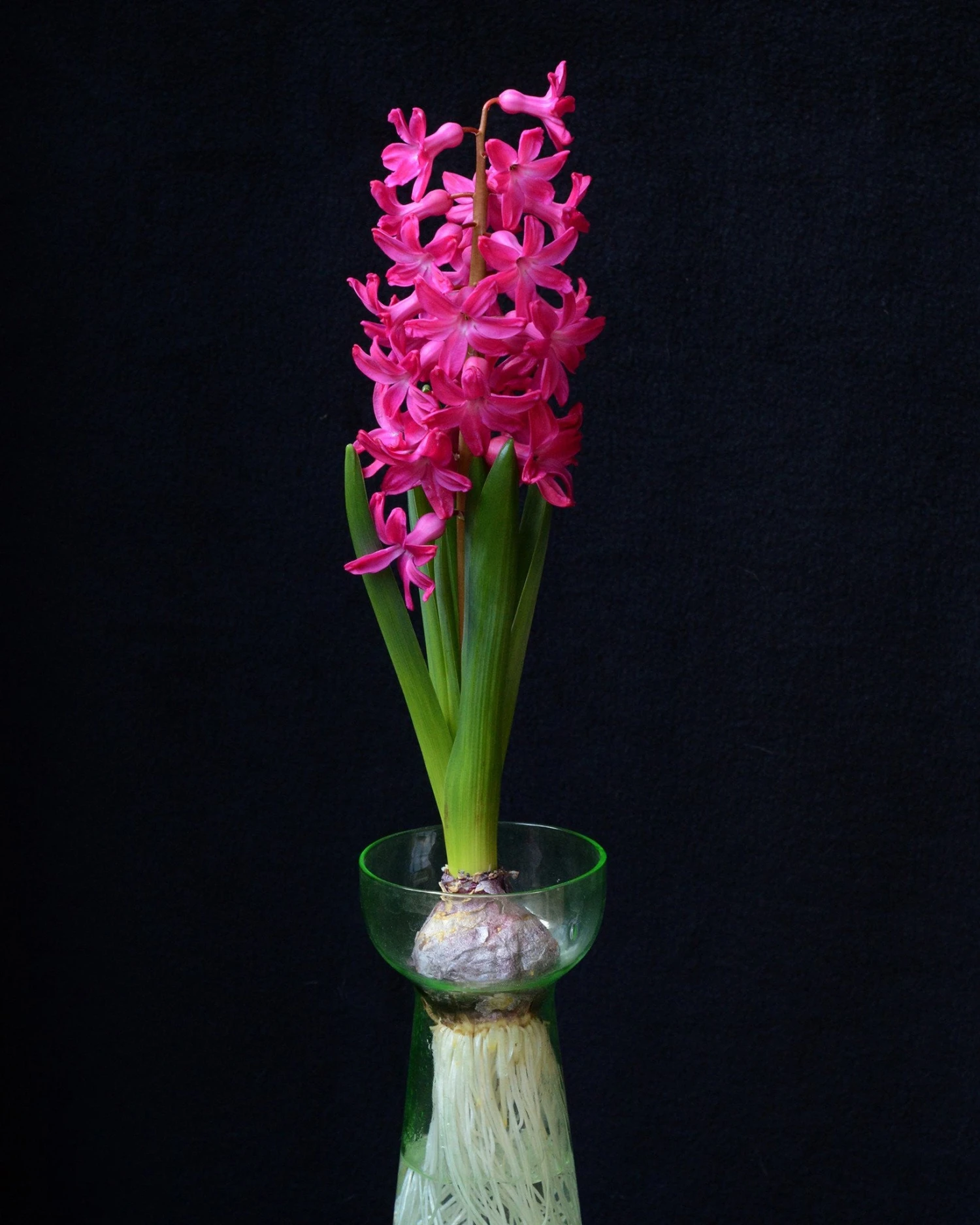 Hyacinth 'Jan Bos' - Image 5