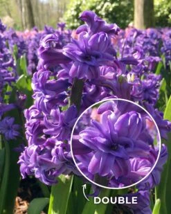Hyacinth 'Lili Purple'