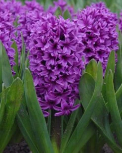 Hyacinth 'Miss Saigon'