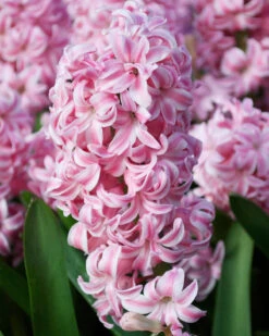 Hyacinth 'Pink Pearl'
