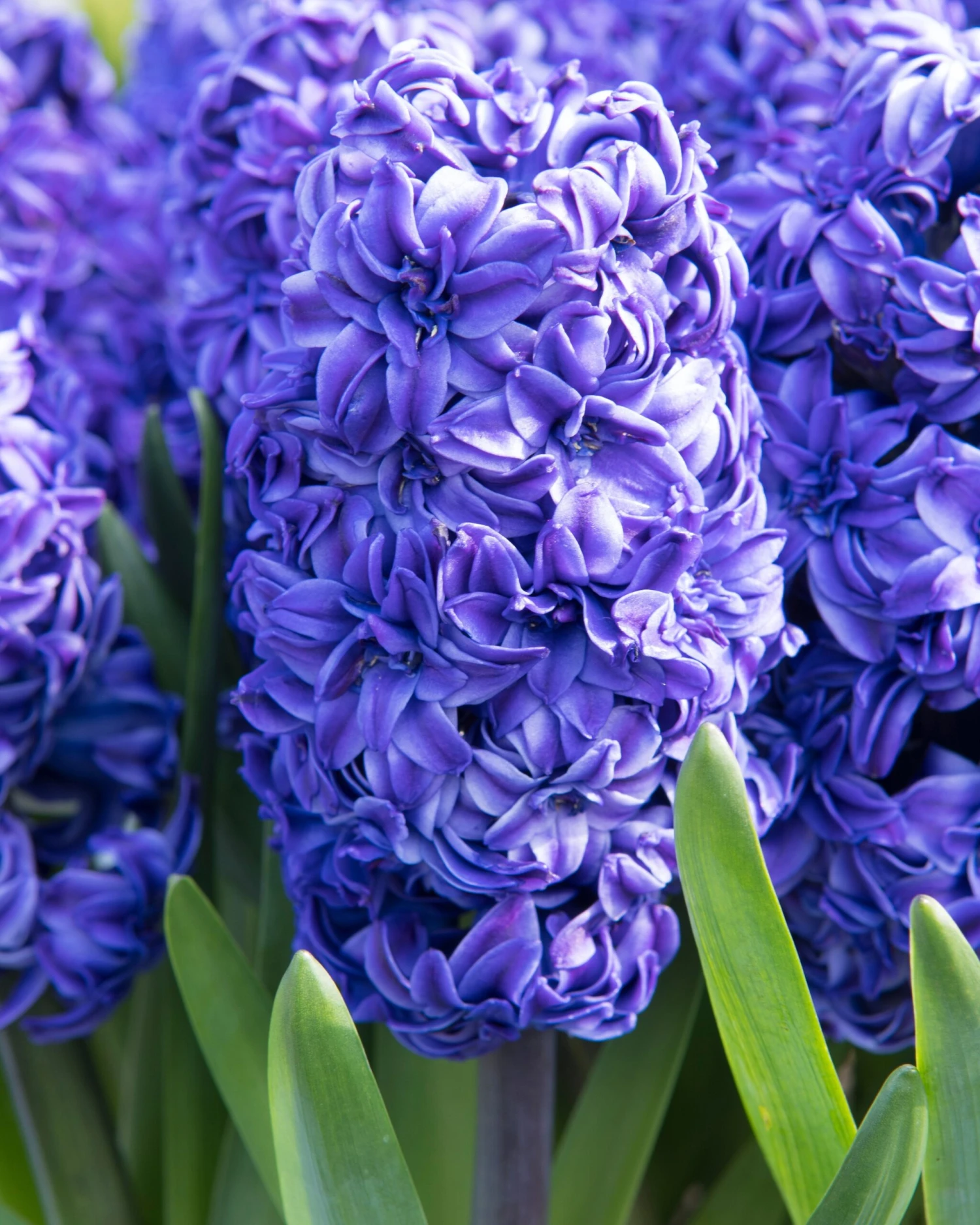 Hyacinth 'Royal Navy' - Image 3
