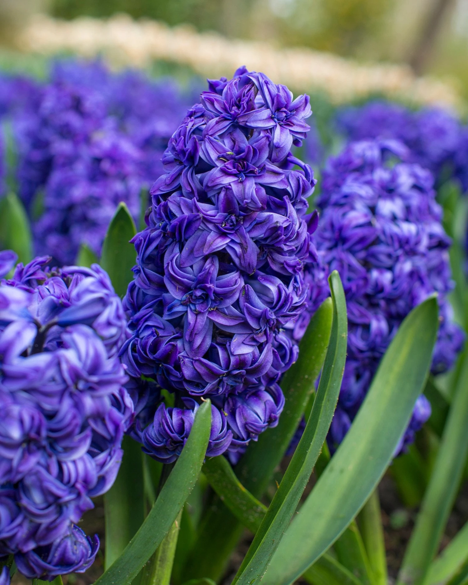 Hyacinth 'Royal Navy' - Image 6