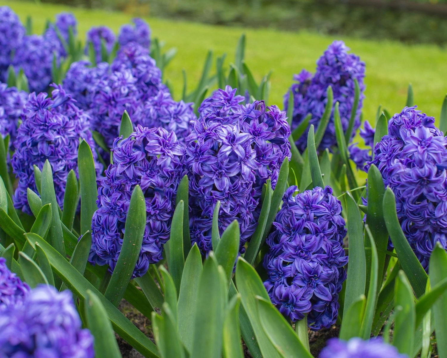 Hyacinth 'Royal Navy' - Image 2