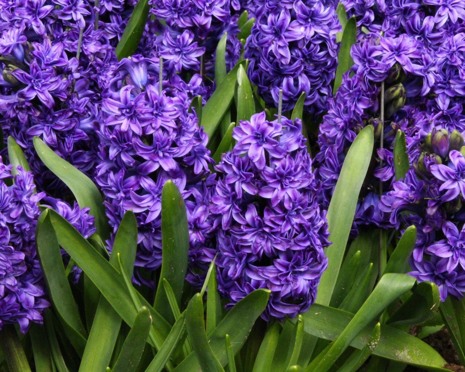 Hyacinth 'Royal Navy' - Image 7