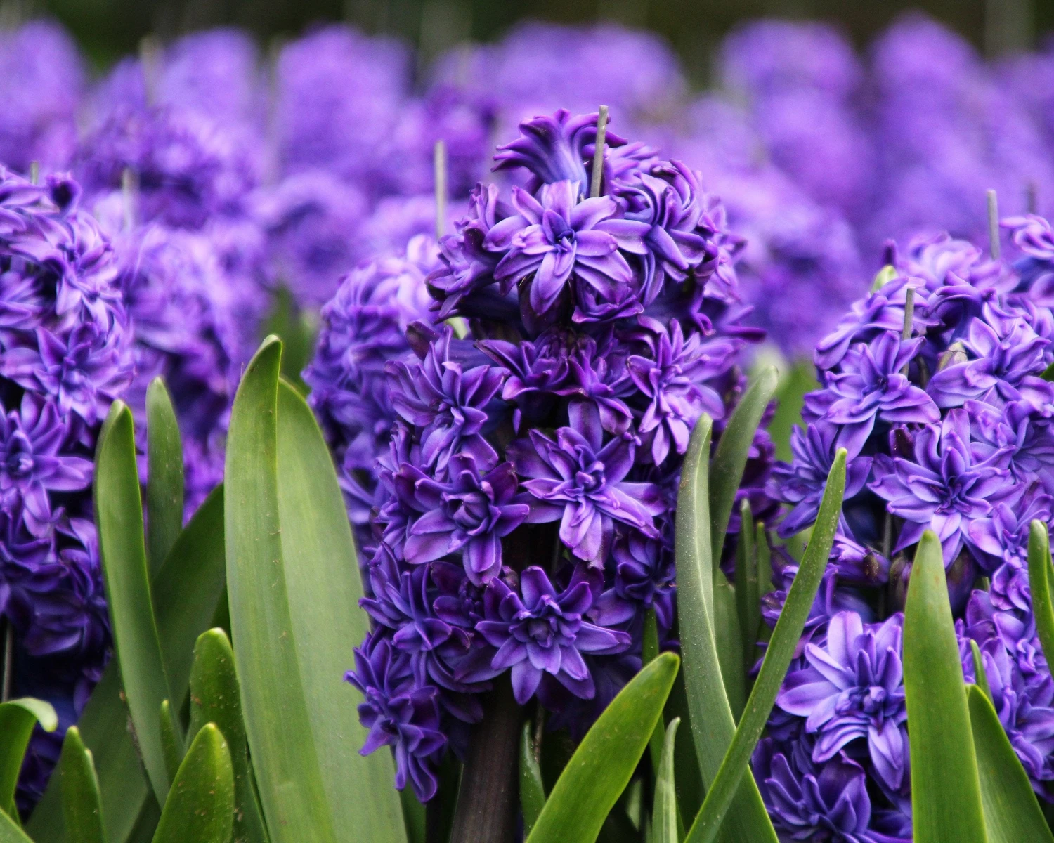 Hyacinth 'Royal Navy' - Image 4