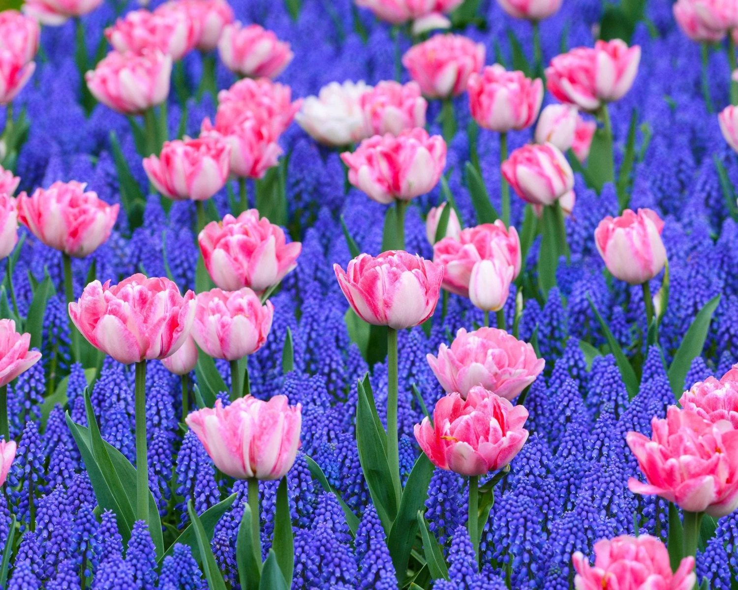 Collection 'Magenta Magic' - Image 4