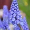 Muscari Armeniacum