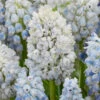 Muscari 'Nature's Beauty'