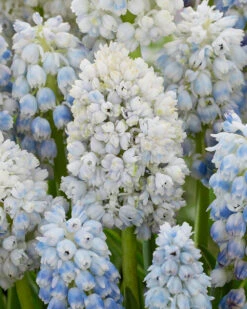 Muscari 'Nature's Beauty'