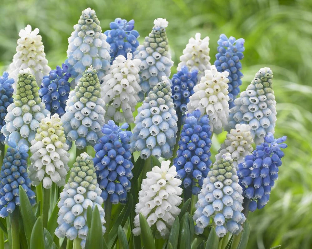 Muscari Collection 'Grapevine' - Image 2