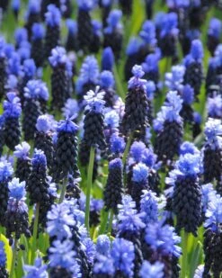 Muscari Latifolium