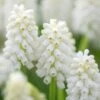 Muscari 'White Magic'