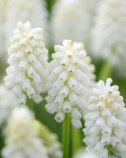 Muscari 'White Magic'