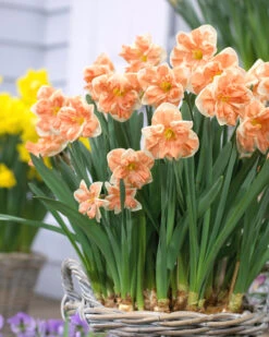 Narcissus 'Apricot Whirl'