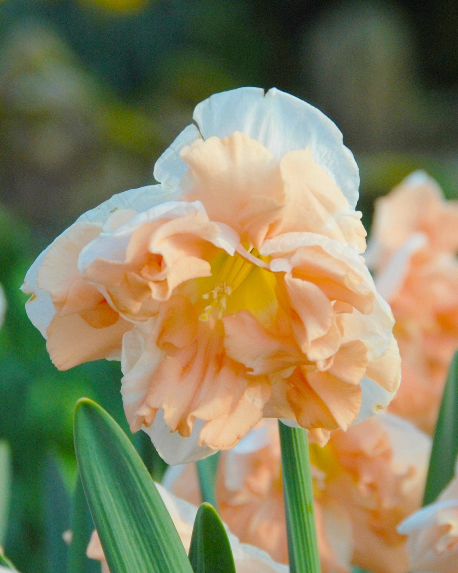 Narcissus 'Apricot Whirl' - Image 5