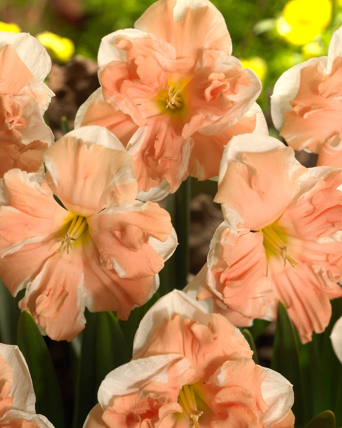 Narcissus 'Apricot Whirl' - Image 3
