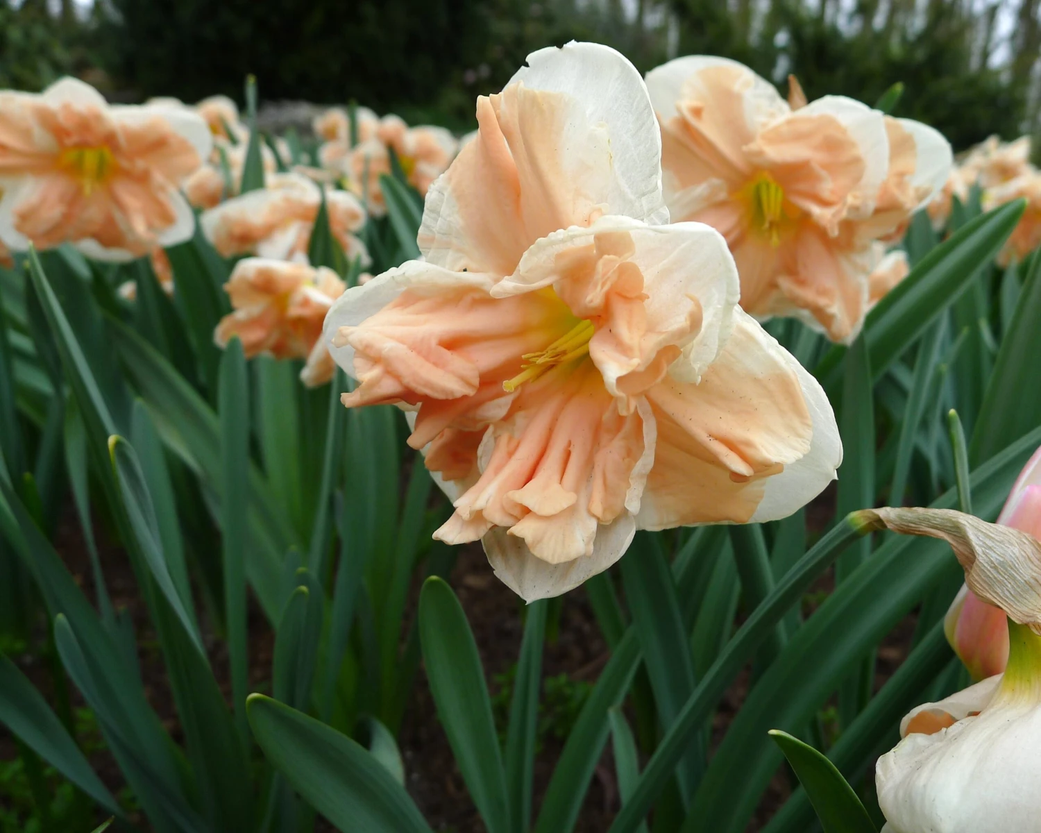 Narcissus 'Apricot Whirl' - Image 10