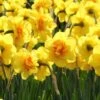 Narcissus 'Ascot'