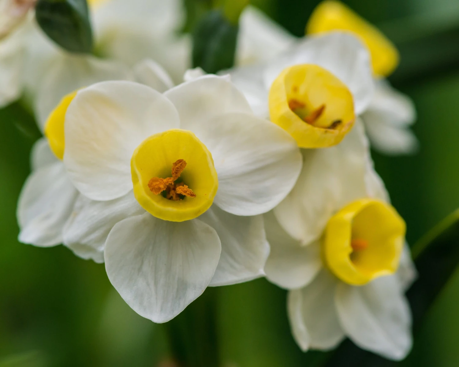 Narcissus 'Avalanche' - Image 8