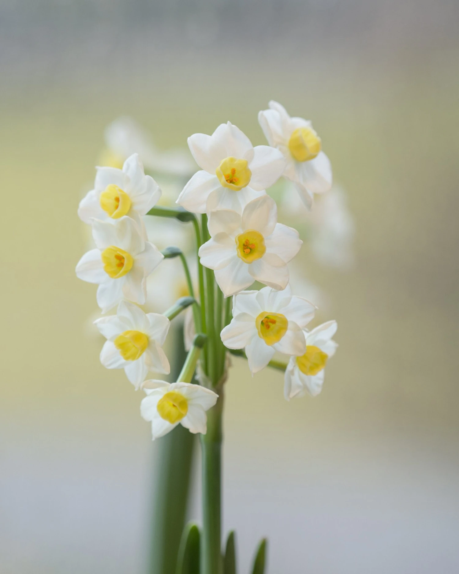 Narcissus 'Avalanche' - Image 9