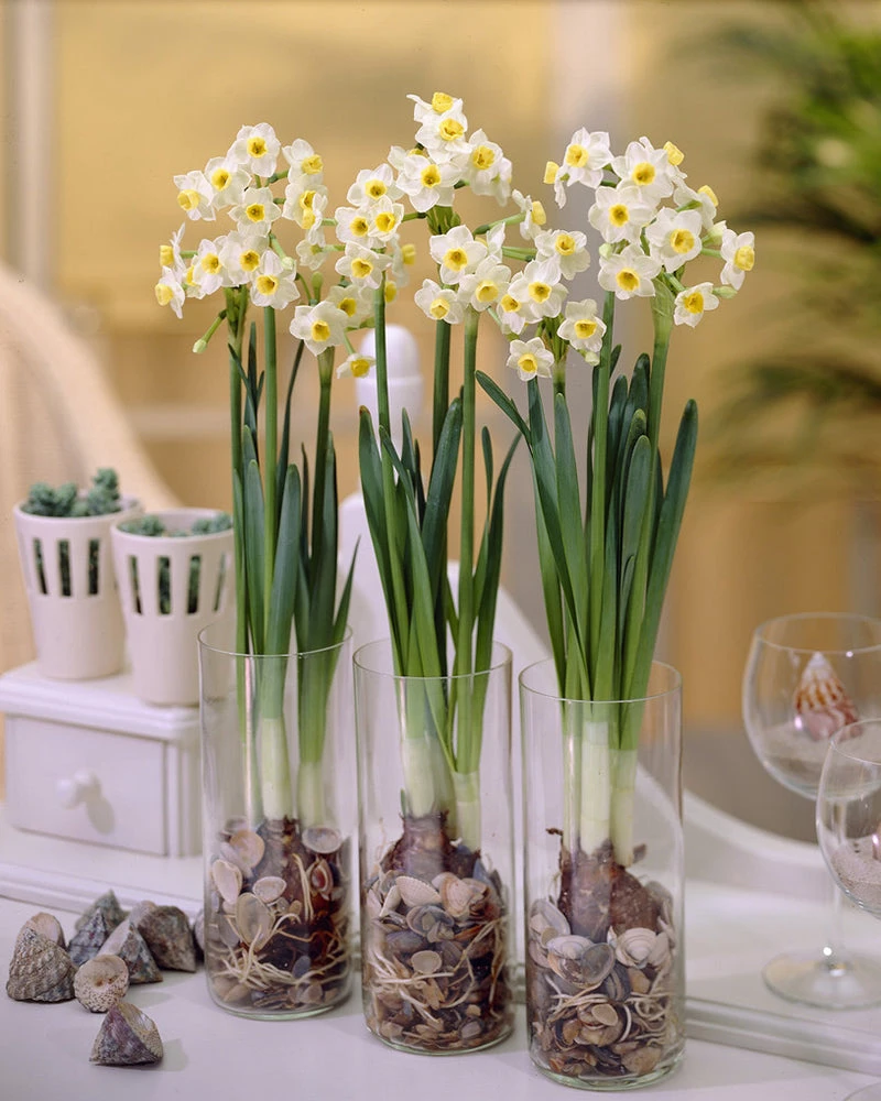 Narcissus 'Avalanche' - Image 7