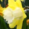 Narcissus 'Avalon'